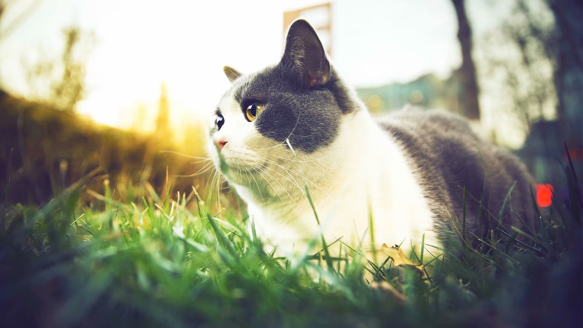 “AI智能分析系统在比赛中助力战术优化”,智能ai项目